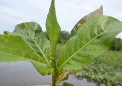 Galerucella nymphaeae