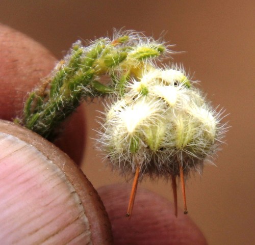 Image of Erica senilis by (c) Tony Rebelo, some rights reserved (CC BY-SA)