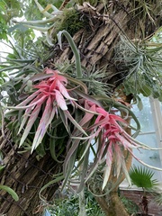 Tillandsia streptophylla