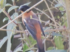 Heterophasia capistrata