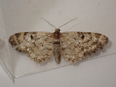 Eupithecia dodoneata