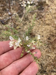 Astragalus mulfordiae