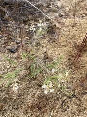 Astragalus mulfordiae