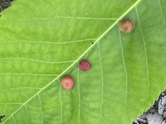 Phylloxera caryaeglobuli