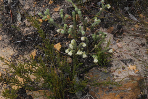 Image of Erica senilis by (c) Tony Rebelo, some rights reserved (CC BY-SA)