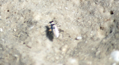 Habroscelimorpha dorsalis saulcyi