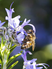 Apis mellifera
