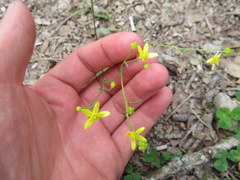 Ranunculus harveyi