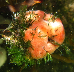 Cladophora herpestica