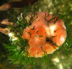 Cladophora herpestica