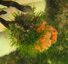Cladophora herpestica