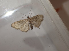 Eupithecia dodoneata