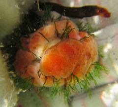 Cladophora herpestica