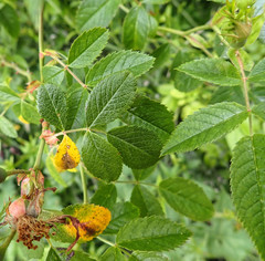 Rosa canina