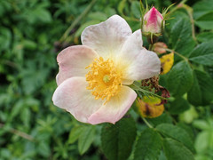 Rosa canina
