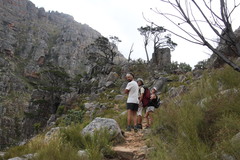 Widdringtonia wallichii