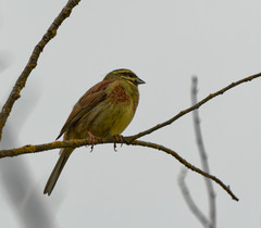 Emberiza cirlus