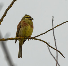 Emberiza cirlus