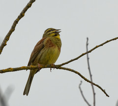 Emberiza cirlus