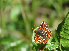 Euphydryas editha rubicunda