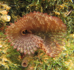 Pseudobranchiomma grandis