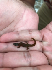 Sphaerodactylus macrolepis