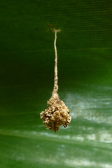 Microstigmus