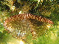 Pseudobranchiomma grandis