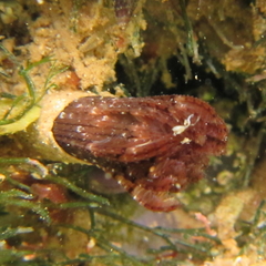 Pseudobranchiomma grandis