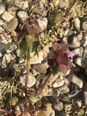 Lamium purpureum