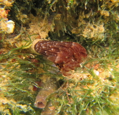 Pseudobranchiomma grandis