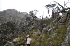 Widdringtonia wallichii