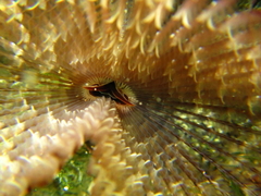 Pseudobranchiomma grandis