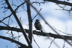 Parus major