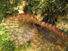 Pseudobranchiomma grandis