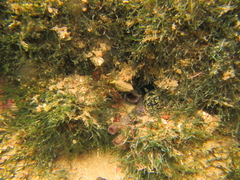Pseudobranchiomma grandis