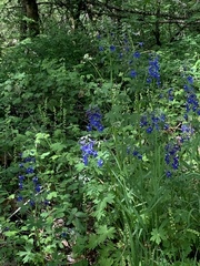 Delphinium trolliifolium