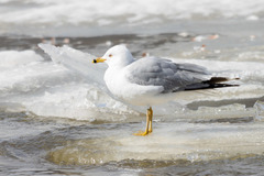Larus delawarensis
