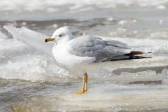 Larus delawarensis