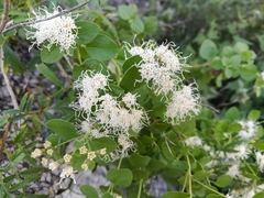 Ageratina wrightii