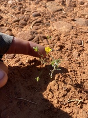 Leptosiphon chrysanthus