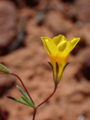 Leptosiphon chrysanthus