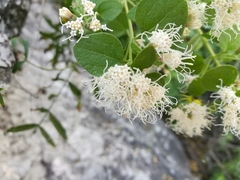 Ageratina wrightii