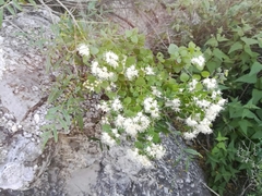 Ageratina wrightii