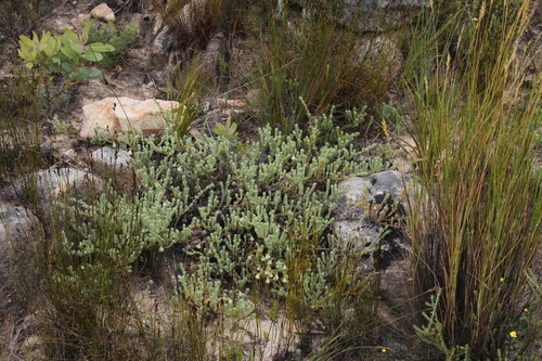 Image of Erica senilis by (c) Tony Rebelo, some rights reserved (CC BY-SA)