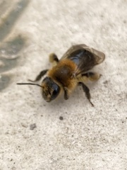 Andrena dunningi