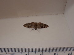 Eupithecia dodoneata