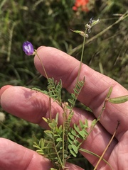 Astragalus leptocarpus