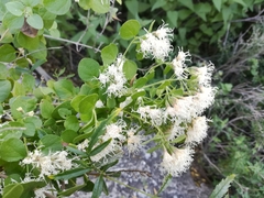 Ageratina wrightii