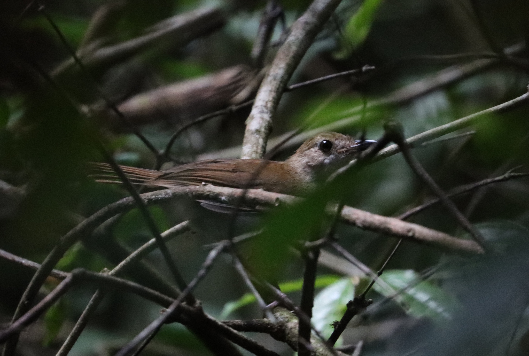 Rufous-winged Illadopsis (Illadopsis rufescens)